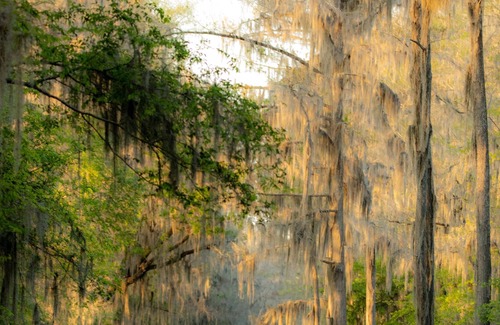 Karnack House | Come enjoy the best that Caddo Lake has to offer!