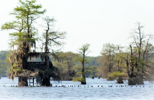 Karnack House | Come enjoy the best that Caddo Lake has to offer!
