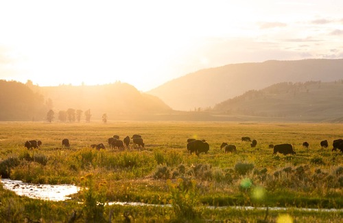 Cooke City-Silver Gate Cabin | Comfortable Cabin next to Yellowstone National Park