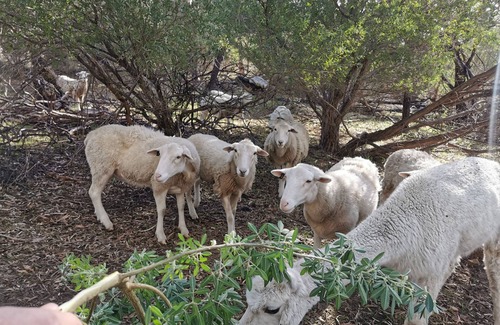 Yankalilla RV Rental | Completely off grid Glamping Domes