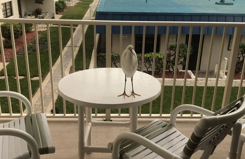 New Smyrna Beach Condo | Condo Upgrades! Great Ocean View! Family friendly non drive beach! Kiddos safe