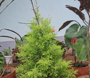 Madikeri House | Coorg Teakwood Treasure Homestay
