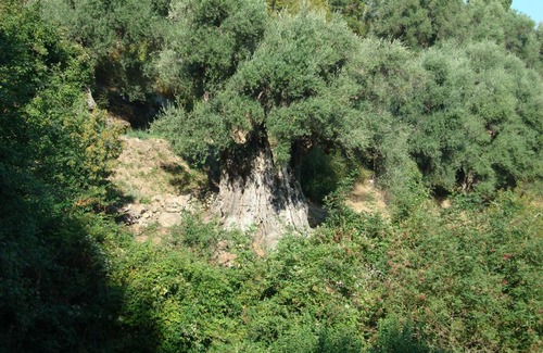 Costa House | costa di sognu