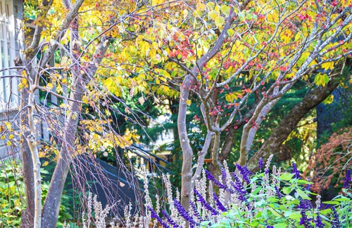 Leura House | Cosy 3 BR Federation Cottage in Leura Blue Mountains NSW- Bushwalks and Cafes!
