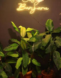 Somajiguda House | Cosy Banjara Guest House