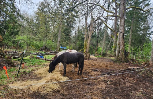 Camano Island House | Country home rustic. beach,hiking nearby 3 rooms ramp .