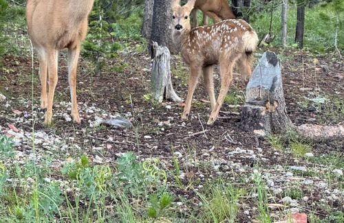 Casper Mountain Cabin | Cozy 1-bedroom cabin on Casper Mountain set upon 6 acres of peaceful forest.