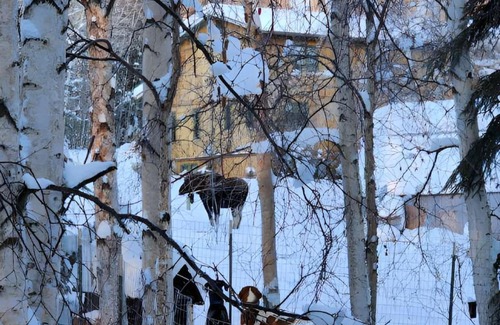 Fairbanks Apartment | Cozy Basement Apartment Executive Retreat