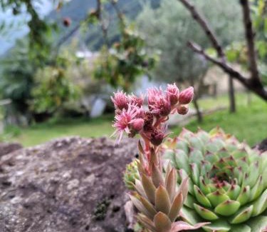 Verdabbio Bed & Breakfast | Da Erminia