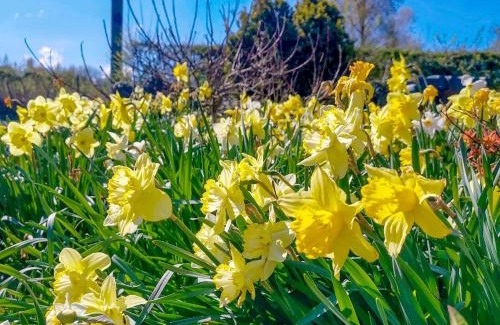 Brampton House | Daffodils