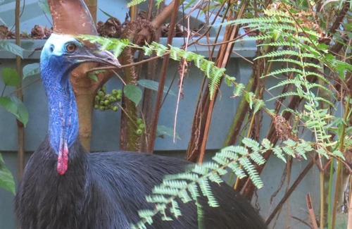Cow Bay Cabin | Daintree Rainforest Retreat Motel