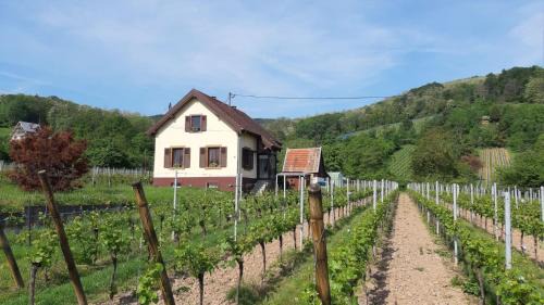 Ribeauville Bed & Breakfast | DANDELION Bed & Breakfast