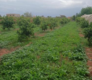 Oulad Hassoune House | Dar limoune