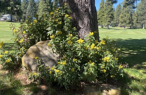 Lake Almanor West House | Darling 2-bedroom house on golf course at Lake Almanor West