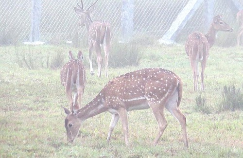 Mudumalai Cabin | Deer Meadows Bandipur Mudumalai