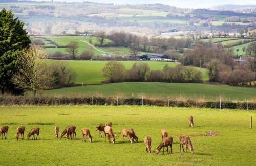 Ottery St Mary House | Deer View