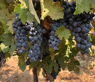 Dunlap House | Delilah Ridge Winery Mid Mod Guesthouse