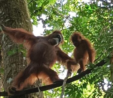 Bukit Lawang House | Dendi guest house official trekking