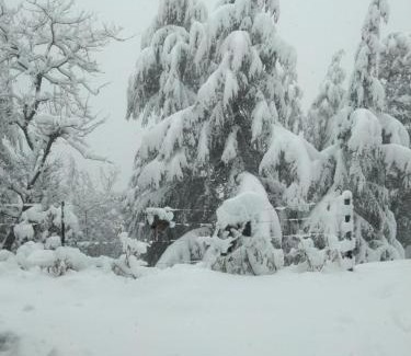 Shimla House | Deodar Hilltop Homestay