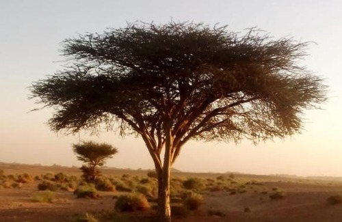 M'Hamid El Ghizlane Other | Desert Camp M'hamid