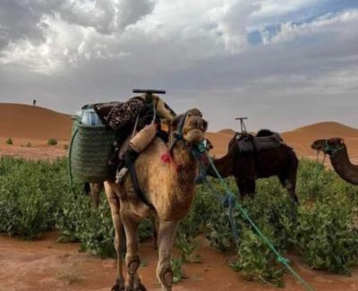 El Gouera Other | Desert Erg Chigaga Camp