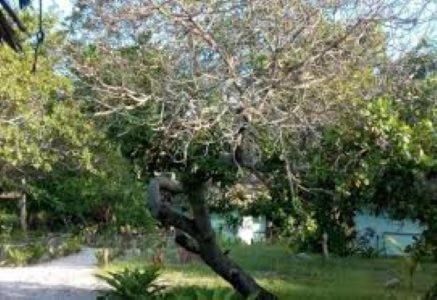 Mafia Island House | Didimiza Guest House