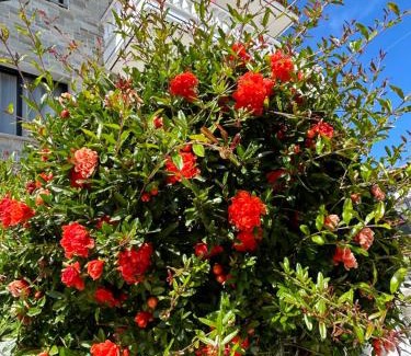 Paralia Dionysiou Hotel | Dionisos Roses