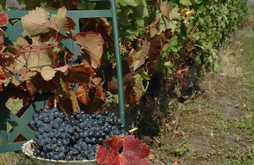 Saussignac Bed & Breakfast | Domaine de la Queyssie