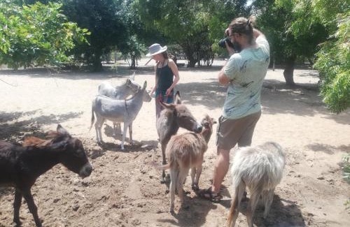 Mannar House | Donkey clinic and education center