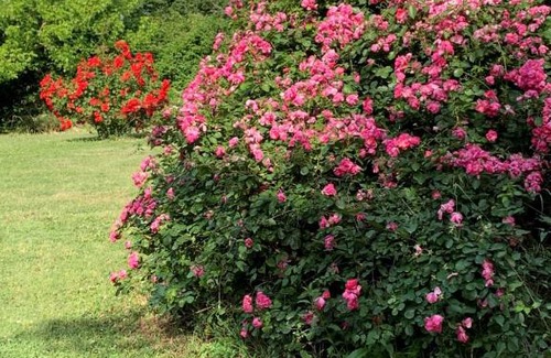 Orte House | Donkeys and Roses La Casa delle Querce