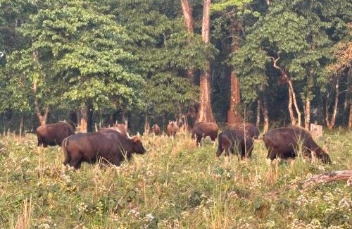 Alipurduar House | Dooars Hill Homestay