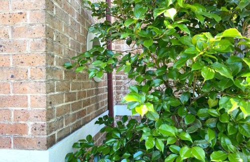 Orange House | Dora Hall - Very Central