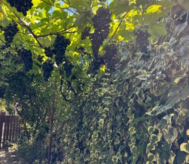 Kutaisi House | Downtown guest house