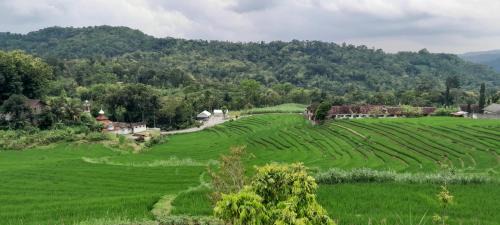 Banjarasri Other | Driver tour Borobudur, Rice Terace & hiden scared waterfall