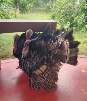 Jhargram Resort | Dulung Bari Resort by Six Seasons Celebrations