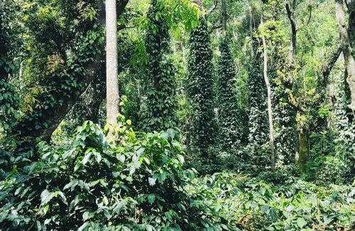 Sangameswarpet House | Eagle Fly Homestay