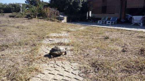 Stintino House | ECO Affittacamere Casa Maica Eco guesthouse