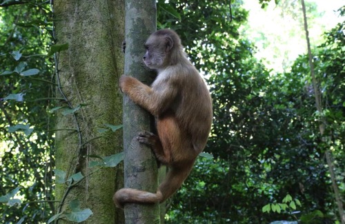 Las Piedras Cabin | Ecoamazonia Lodge