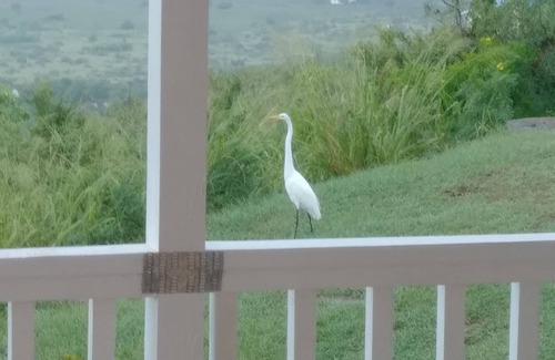 Christiansted House | Eden Mountain, Your Vacation Home on Mountain Top With The Atlantic Ocean view