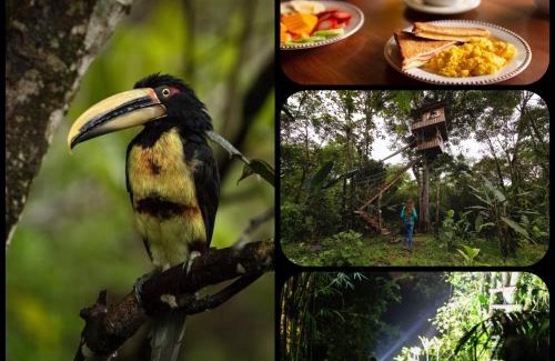 Mindo Cabin | Eden Treehouse