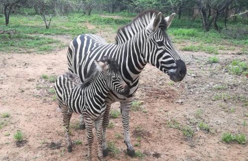 Marloth Park House | Edjami Lodge