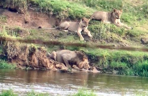 Marloth Park House | Edjami Lodge