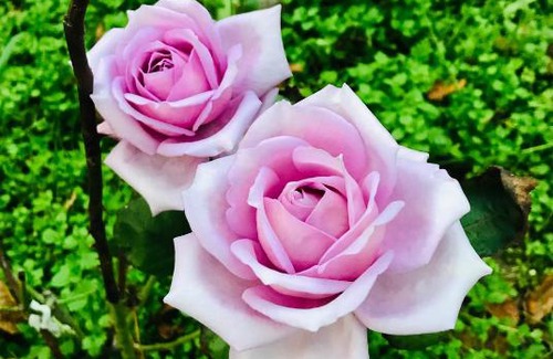 Didi Ateni Bed & Breakfast | Ekas Rosengarten