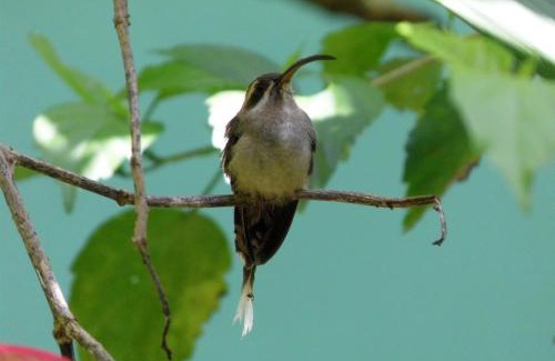 Chiguata Bed & Breakfast | El Colibri Lodge