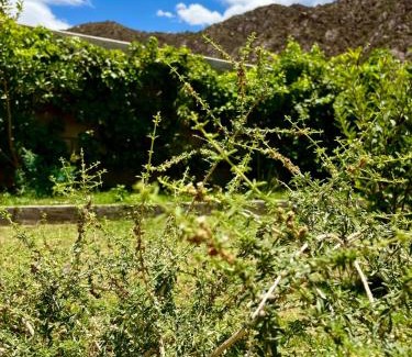 Chilecito House | El Nidito Casa