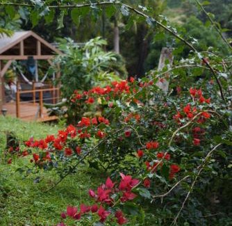 Rio Blanco Cabin | El Yunque Waterfalls Romantic Stay at Casa Parcha
