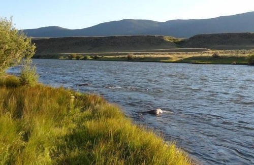 Cameron House | Elk View Lodge with Madison River Access Near Yellowstone