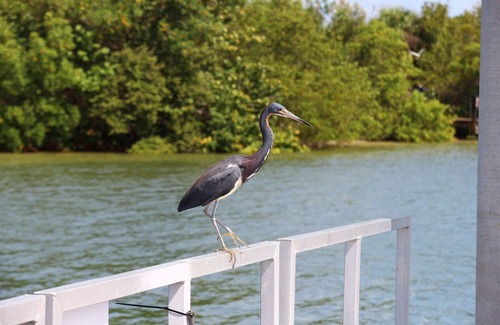 Fort Myers Beach Condo | Enjoy Beautiful Views Of The Gulf Of Mexico on Fort Myers Beach - Vacation Villas 432