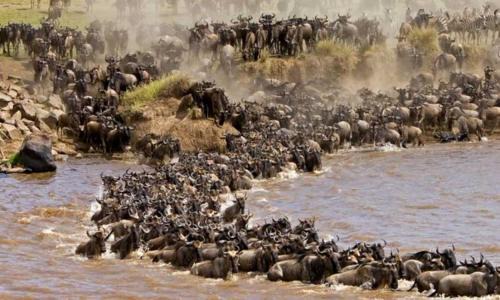 Maasai Mara Bed & Breakfast | Esam Homestay