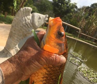 Cunha House | Estalagem Sitio Colibri